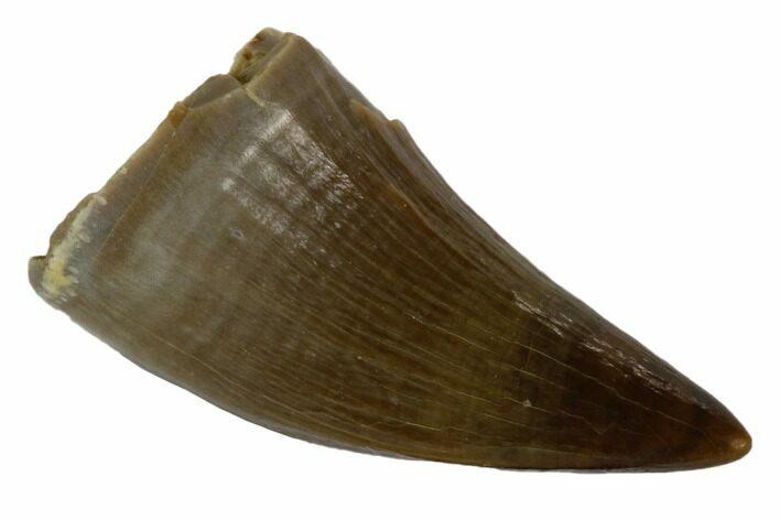 Fossil Mosasaur (Platecarpus) Tooth - Kansas #115732
